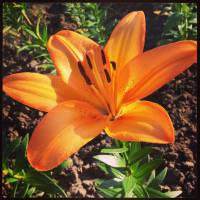 lilium2.jpg lilium2.jpg