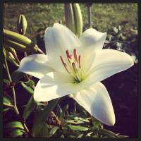 Lilium Lilium